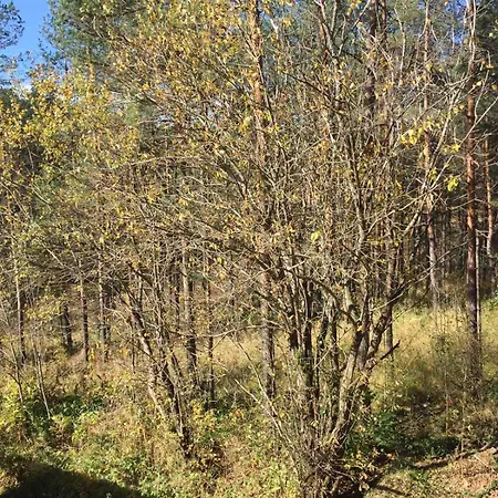 Planinsko Srce Апартаменты *